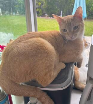 Garret -  Tabby and Domestic Short Hair Cat for Adoption in Mission Viejo, California - Garret | PetCurious