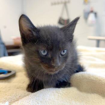 Yellow Submarine 23 -  Domestic Short Hair Cat for Adoption in Austin, Texas - Yellow Submarine 23 | PetCurious