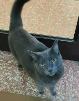 Adam -  Domestic Short Hair Cat for Adoption in Blasdell, New York - Adam | PetCurious