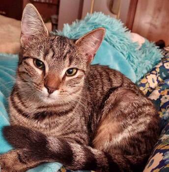Rescue Domestic Short Hair Cats for Adoption in Sterling, Massachusetts - Small Bob 5 Months | PetCurious