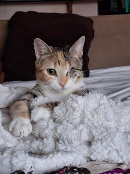 Domestic Short Hair Cats Available for Adoption in Greenville, Delaware - Petal, Willow Grove Area, (FCID 01/13/2026-151) | PetCurious