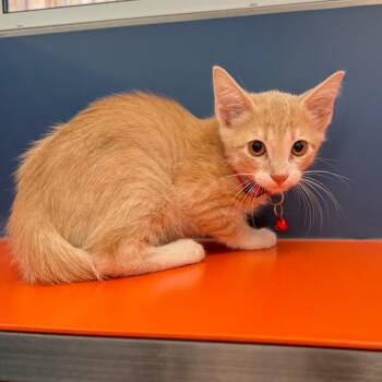 Ziggy -  Domestic Short Hair Cat for Adoption in Tulsa, Oklahoma - Ziggy | PetCurious