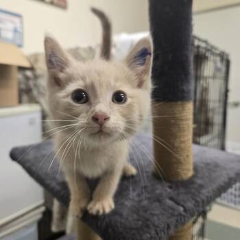 Wyoming 26-179 -  Domestic Medium Hair Cat for Adoption in Tawas City, Michigan - Wyoming 26-179 | PetCurious