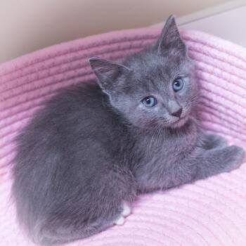 Domestic Short Hair Cats Available for Adoption in St. Augustine, Florida - Alorin | PetCurious