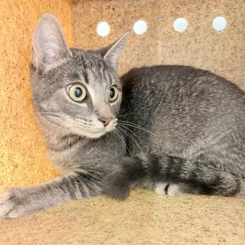 Domestic Short Hair Cats Available for Adoption in Philadelphia, Pennsylvania - Looney Toon | PetCurious