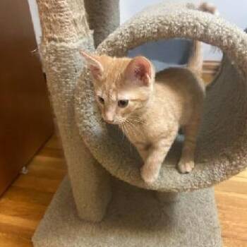 Mickey -  Domestic Short Hair Cat for Adoption in Carmel, Indiana - Mickey | PetCurious