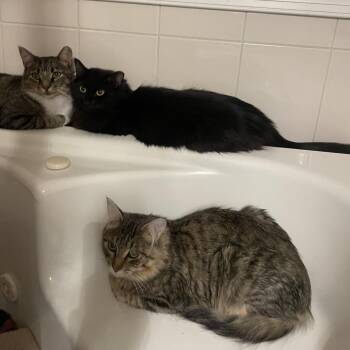 Dash - Home to Home -  Domestic Medium Hair Cat for Adoption in South Elgin, Illinois - Dash - Home To Home | PetCurious