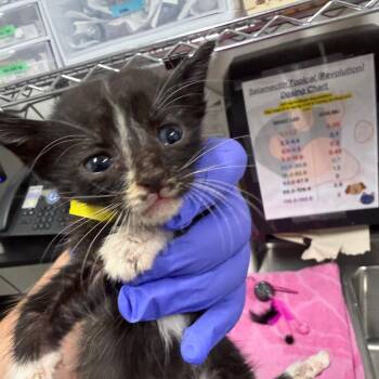 Jackson(yellow) -  Domestic Short Hair Cat for Adoption in League City, Texas - Jackson(yellow) | PetCurious