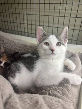 Poutine -  Domestic Short Hair Cat for Adoption in Kalamazoo, Michigan - Poutine | PetCurious