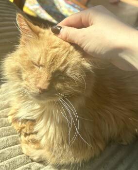 Domestic Long Hair Cats Available for Adoption - Ashton | PetCurious