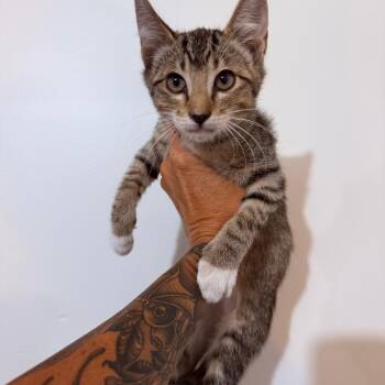 Diamond Crock -  Domestic Short Hair Cat for Adoption in Eagle Mountain, Utah - Diamond Crock | PetCurious