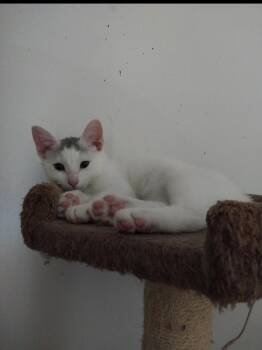 Rescue Domestic Short Hair Cats for Adoption in Aylett, Virginia - Maxwell | PetCurious