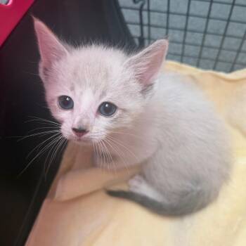 Siamese Cats Available for Adoption in Santa Susana, California - Milky | PetCurious