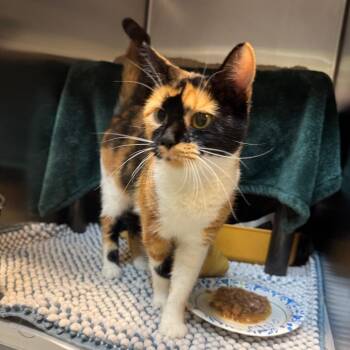 Orchid -  Domestic Short Hair Cat for Adoption in Charlottesville, Virginia - Orchid | PetCurious