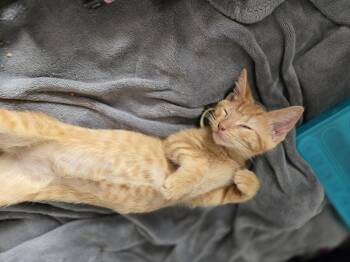 Toadette -  Domestic Short Hair Cat for Adoption in Philadelphia, Pennsylvania - Toadette | PetCurious