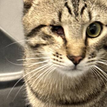 Alexander -  Tabby Cat for Adoption in Bvl, Florida - Alexander | PetCurious