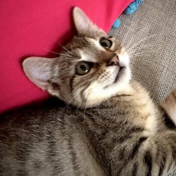 Volo -  American Shorthair and Domestic Short Hair Cat for Adoption in Houston, Texas - Volo | PetCurious