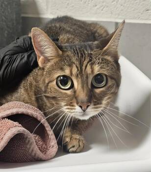 Fable -  Domestic Short Hair Cat for Adoption in Nashville, Tennessee - Fable | PetCurious