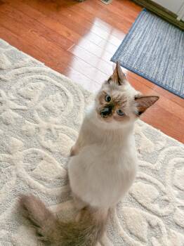 Sprinkles and Calypso -  Siamese and Balinese Cat for Adoption in Fairfax Station, Virginia - Sprinkles And Calypso | PetCurious