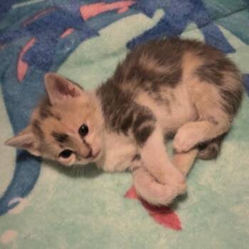 Rescue Domestic Short Hair Cats for Adoption in Crookston, Minnesota - Harmony | PetCurious