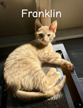 Franklin -  Domestic Short Hair Cat for Adoption in Murfreesboro, Tennessee - Franklin | PetCurious
