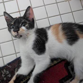 Domestic Short Hair Cats Available for Adoption - Netflix | PetCurious