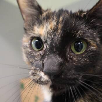 Gizmo -  Domestic Short Hair Cat for Adoption in Saint Charles, Missouri - Gizmo | PetCurious