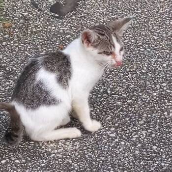 Rescue Domestic Short Hair Cats for Adoption in Rochester, Minnesota - BB | PetCurious