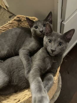 Rescue American Shorthair Cats for Adoption - CeCe | PetCurious