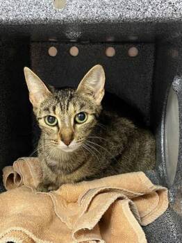 Maria -  Domestic Short Hair Cat for Adoption in Daytona Beach, Florida - Maria | PetCurious