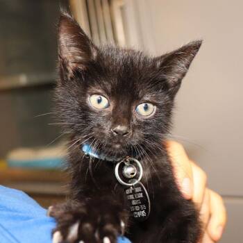 Obi-Wan -  Domestic Short Hair Cat for Adoption in Port Washington, New York - Obi-Wan | PetCurious