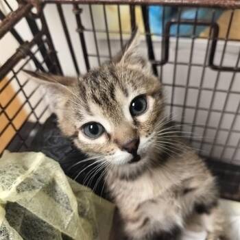 DAPHNE -  Domestic Short Hair Cat for Adoption in Pueblo, Colorado - DAPHNE | PetCurious
