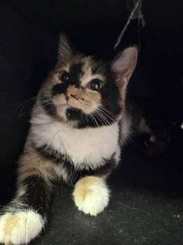 61237930 -  Domestic Medium Hair Cat for Adoption in El Paso, Texas - 61237930 | PetCurious