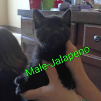 Domestic Short Hair Cats Available for Adoption in Madison, Wisconsin - Jalapeno | PetCurious