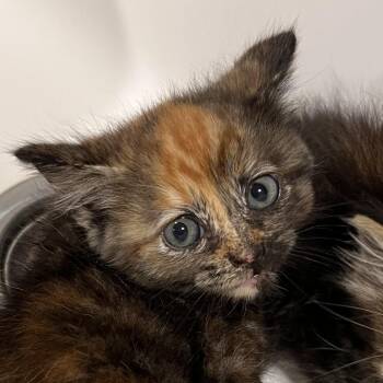Baboon -  Domestic Medium Hair and Domestic Short Hair Cat for Adoption in Washburn, Missouri - Baboon | PetCurious