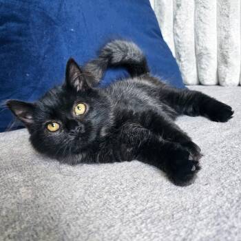Allume -  Domestic Long Hair Cat for Adoption in Apex, North Carolina - Allume | PetCurious