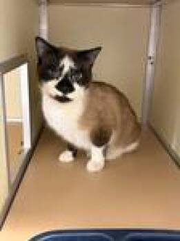 Domestic Short Hair Cats Available for Adoption - KIKI | PetCurious