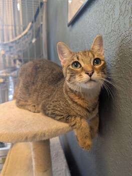 Ophelia -  Domestic Short Hair Cat for Adoption in Palm Harbor, Florida - Ophelia | PetCurious