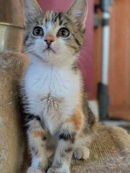 Maneet -  Domestic Short Hair Cat for Adoption in Gorham, Maine - Maneet | PetCurious