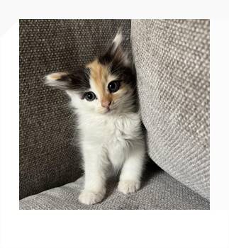 Domestic Short Hair Cats Available for Adoption - Kanga | PetCurious