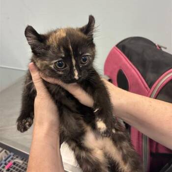 Sponge -  American Curl Cat Available for Adoption in Greensboro, North Carolina - Sponge | PetCurious