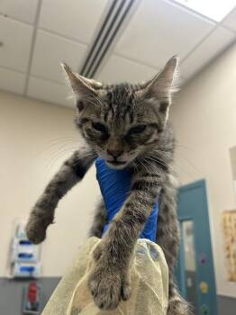 SAM FLYNN -  Domestic Short Hair Cat for Adoption in Las Vegas, Nevada - SAM FLYNN | PetCurious