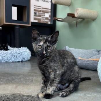 Baja Blast -  Domestic Short Hair Cat for Adoption in Evanston, Illinois - Baja Blast | PetCurious