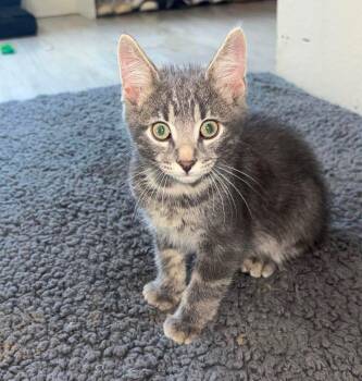 Hollis -  Domestic Short Hair Cat for Adoption in Sioux Falls, South Dakota - Hollis | PetCurious