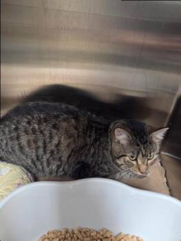 Rosie (TAS #11) -  Domestic Short Hair Cat for Adoption in Trenton, New Jersey - Rosie (TAS #11) | PetCurious