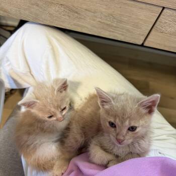 Poppy & Pumpkin (bonded pair) -  Domestic Short Hair Cat for Adoption in Nashville, Tennessee - Poppy & Pumpkin (bonded Pair) | PetCurious