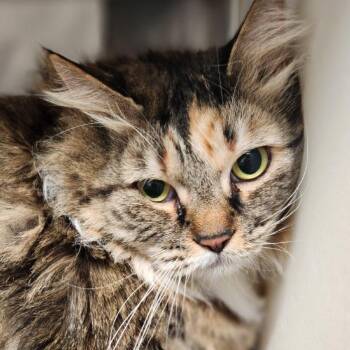Precious -  Domestic Long Hair Cat for Adoption in Reno, Nevada - Precious | PetCurious