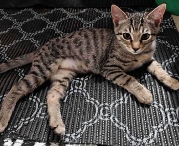 Kitten Uno -  Domestic Short Hair Cat for Adoption in Seal Beach, California - Kitten Uno | PetCurious