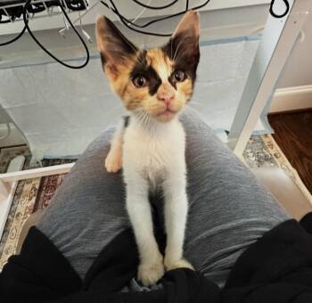 Sicily -  American Shorthair Cat for Adoption in Houston, Texas - Sicily | PetCurious