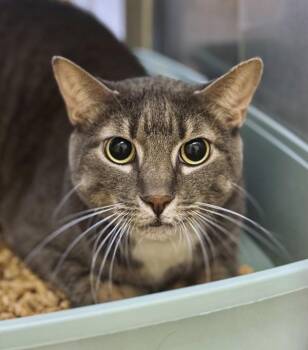 Domestic Short Hair Cats Available for Adoption - Crosby | PetCurious